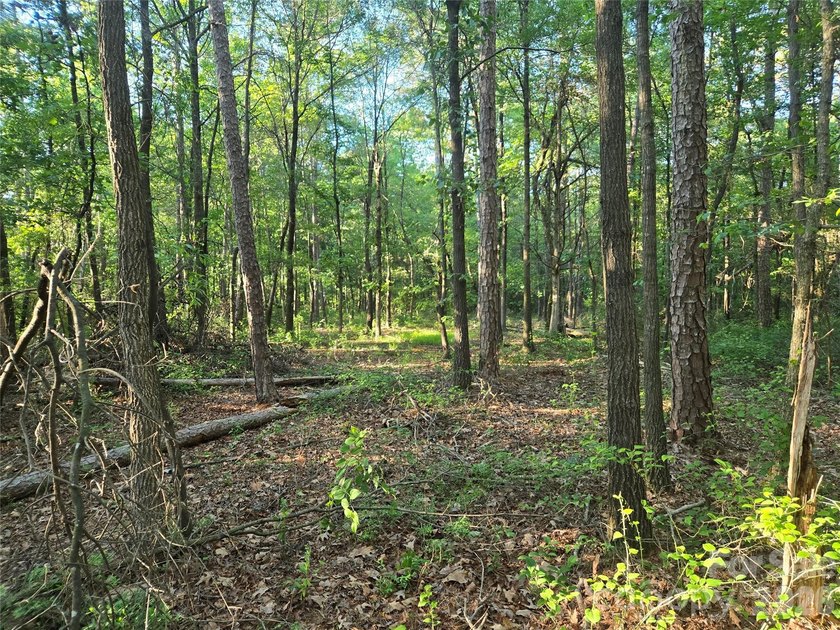 13.51 acres situated on Hwy 218 E in the Piedmont/New Salem - photo 12