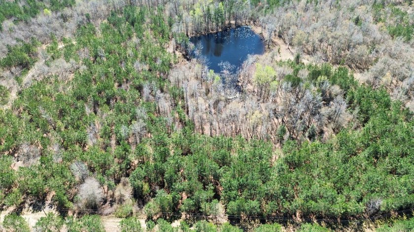 Explore the possibilities with this beautiful 77-acre tract in - photo 5