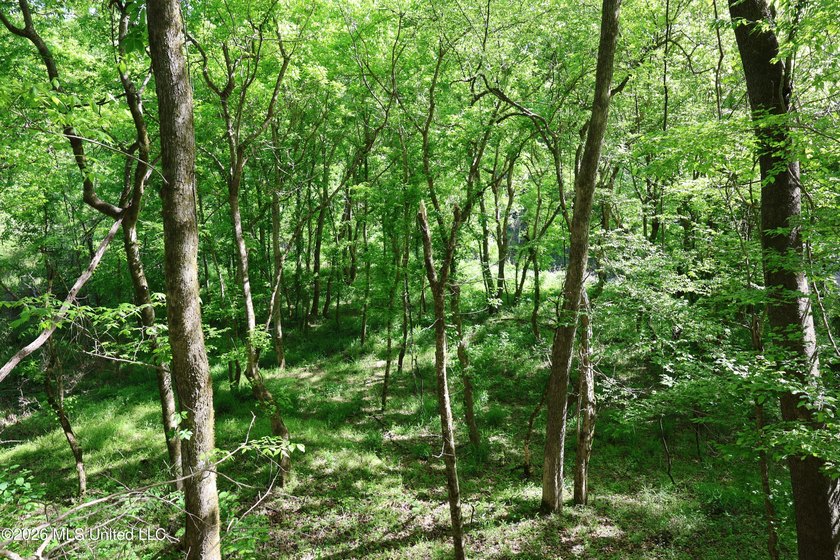 Nestled in the heart of Claiborne County, this exceptional - photo 13