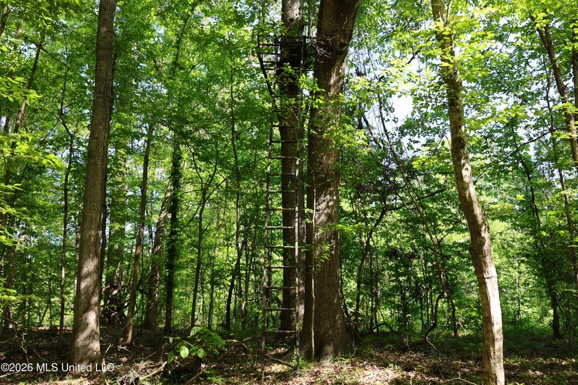 Nestled in the heart of Claiborne County, this exceptional - photo 16