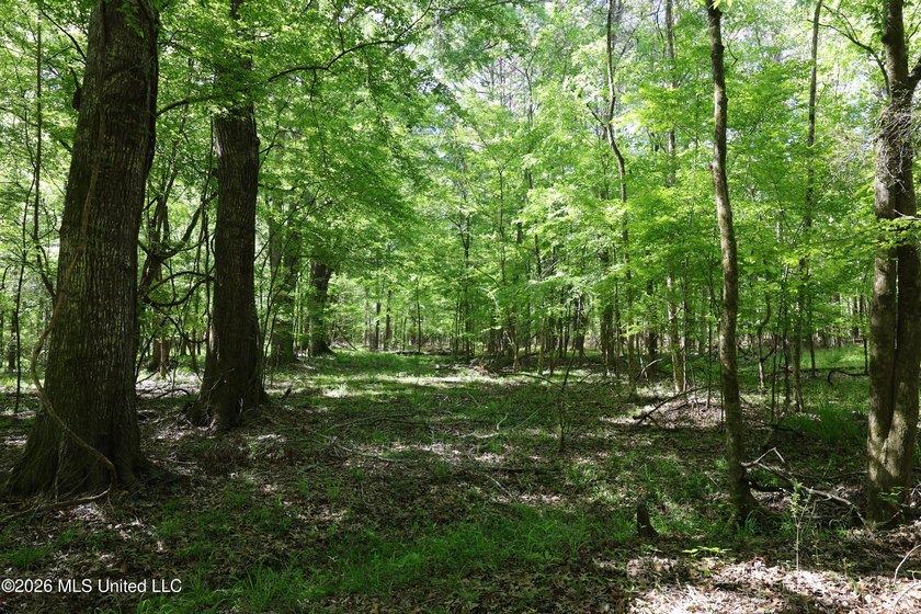 Nestled in the heart of Claiborne County, this exceptional - photo 17
