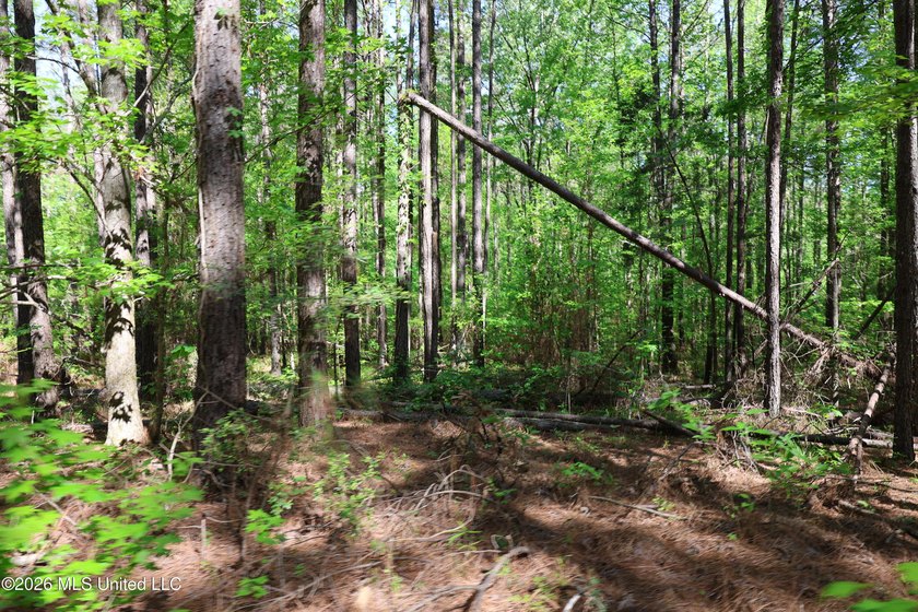 Nestled in the heart of Claiborne County, this exceptional - photo 22