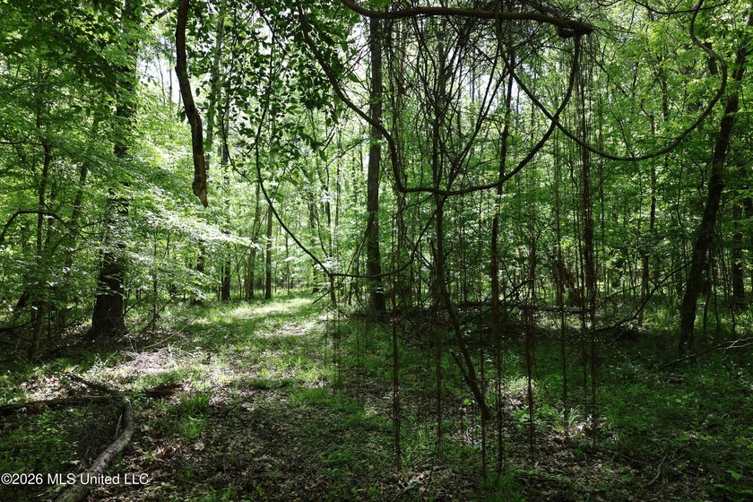 Nestled in the heart of Claiborne County, this exceptional - photo 28