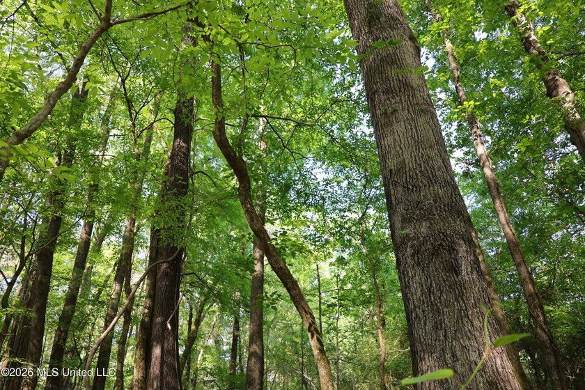 Nestled in the heart of Claiborne County, this exceptional - photo 30