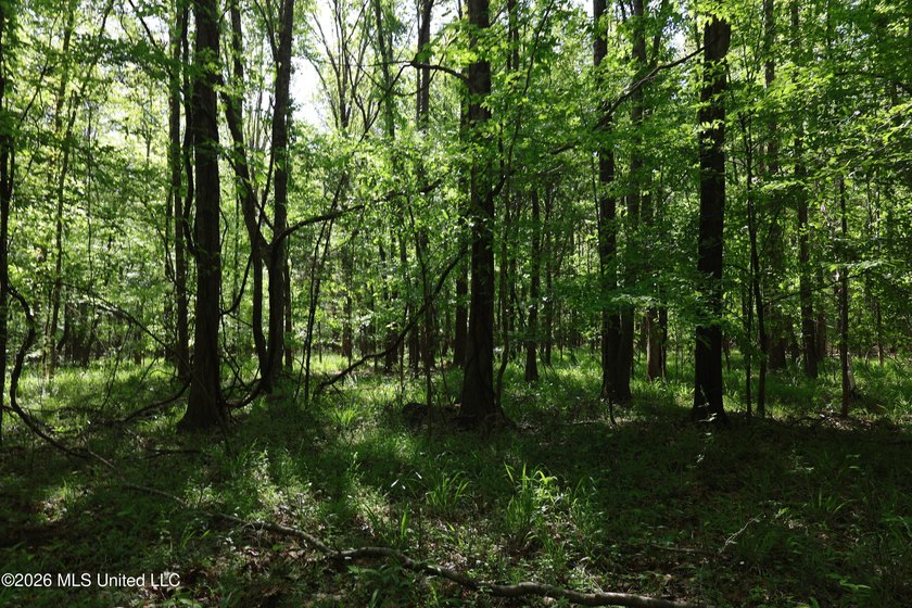 Nestled in the heart of Claiborne County, this exceptional - photo 31