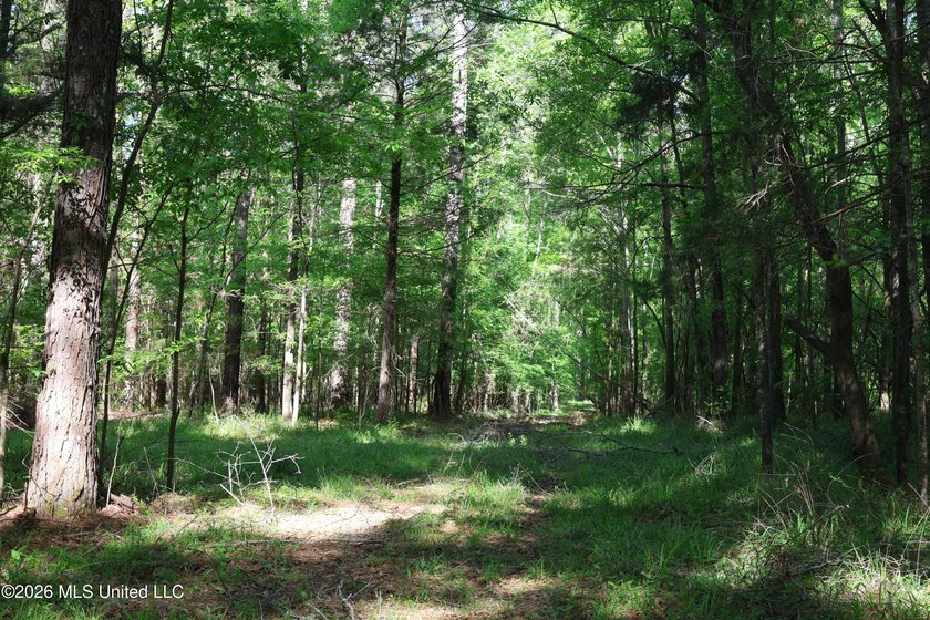 Nestled in the heart of Claiborne County, this exceptional - photo 32