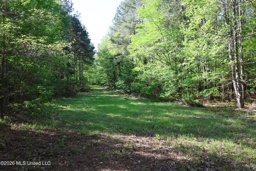 Nestled in the heart of Claiborne County, this exceptional - photo 37