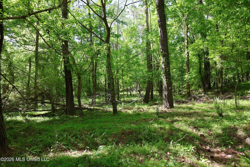 Nestled in the heart of Claiborne County, this exceptional - photo 44