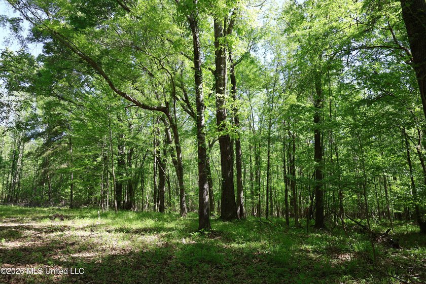 Nestled in the heart of Claiborne County, this exceptional - photo 45