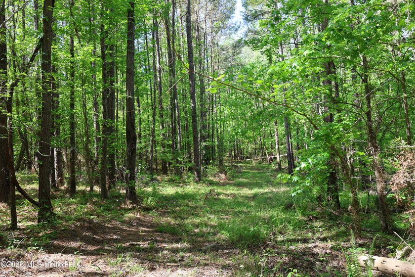 Nestled in the heart of Claiborne County, this exceptional - photo 46