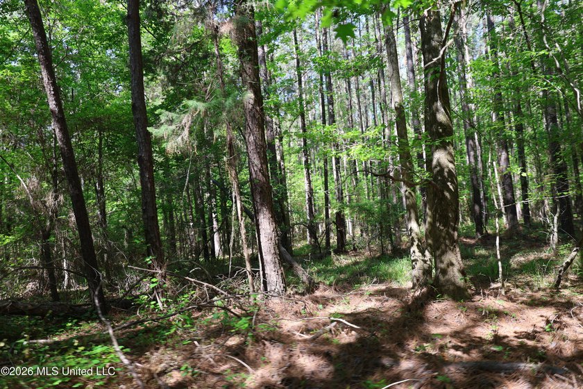 Nestled in the heart of Claiborne County, this exceptional - photo 48