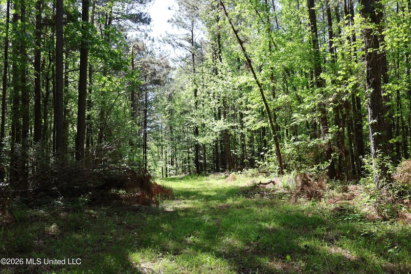 Nestled in the heart of Claiborne County, this exceptional - photo 50