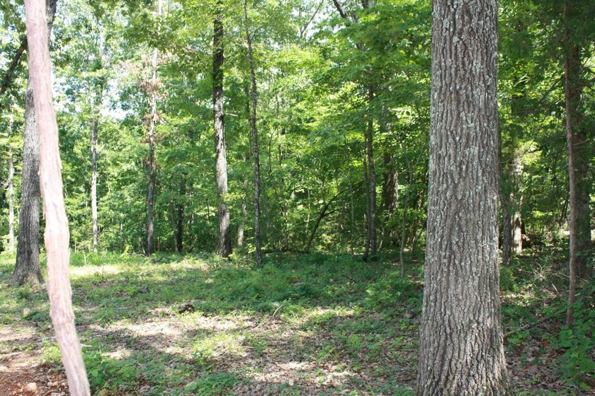 **TWO LOTS Midway, AR - Perfect for Your Dream Home!** Just a - photo 5