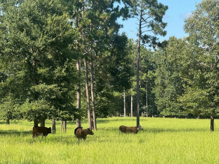 Ole Bay Fox Pen Ole Bay Fox Pen represents a rare opportunity to - photo 7