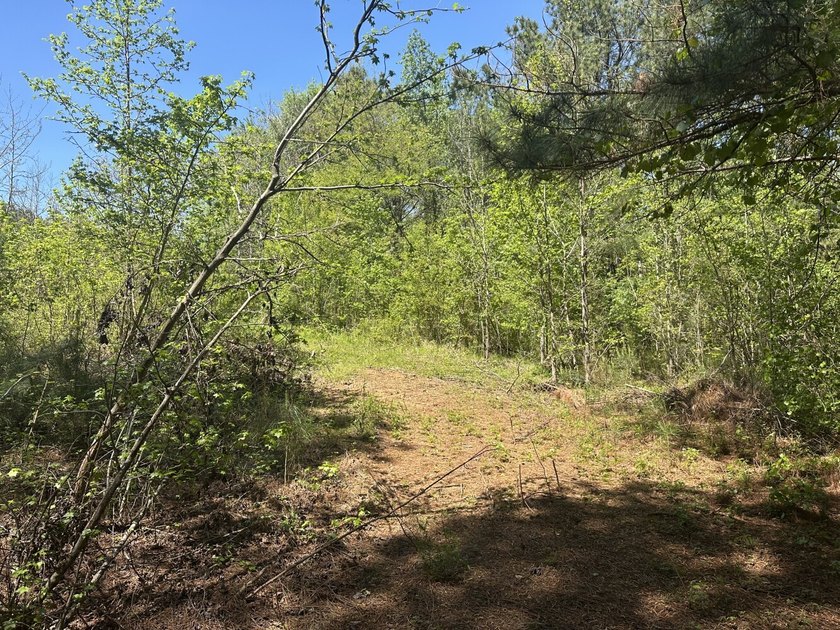 Land Luxury in Guntersville! Discover an exceptional opportunity - photo 33