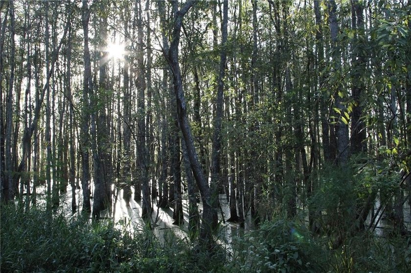 Rare Coastal Development Opportunity with River Access - 2,975 - photo 10