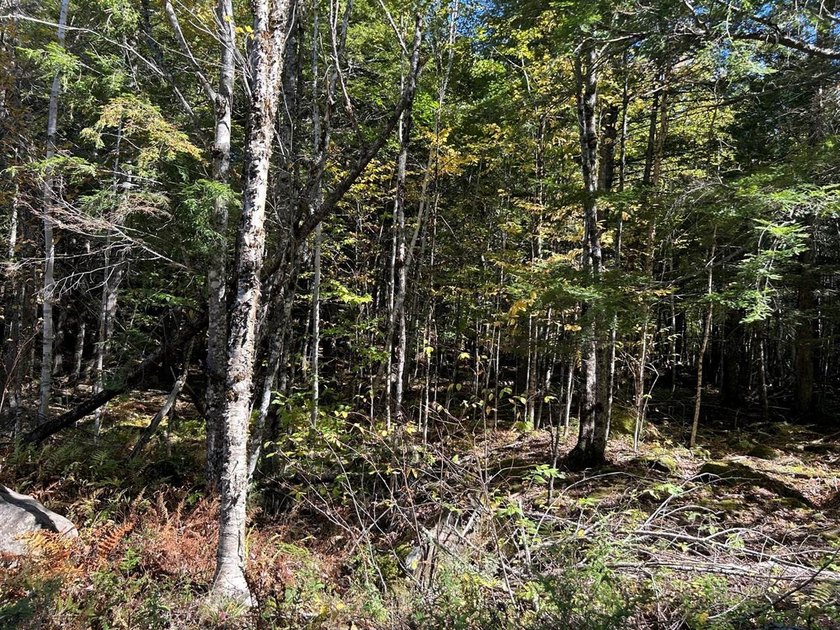 Step back into peace and beauty of the Maine woods with this 4 - photo 6