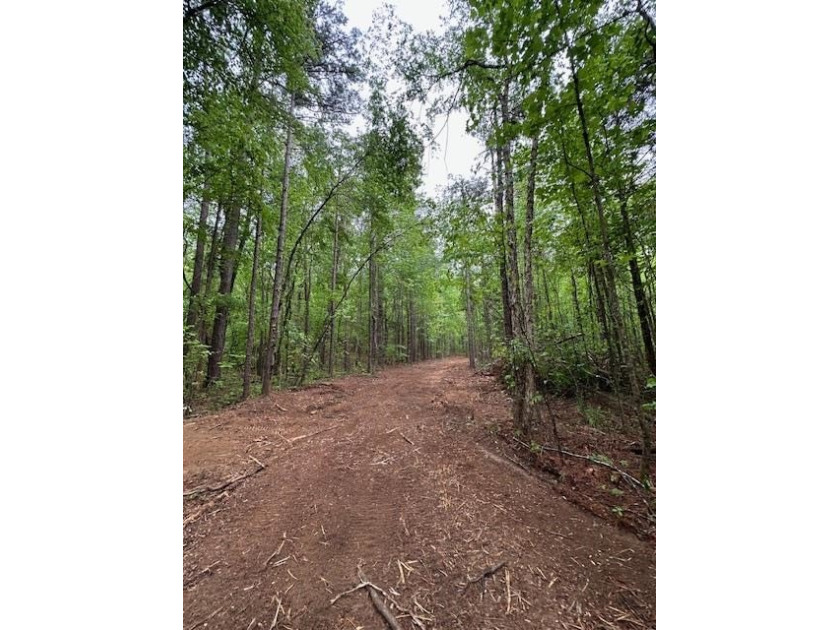 APPROX 70 ACRES OF LAFAYETTE COUNTY MS LAND JOINING THE HOLLY - photo 22