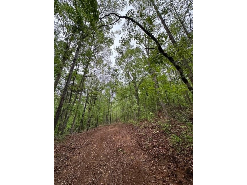 APPROX 70 ACRES OF LAFAYETTE COUNTY MS LAND JOINING THE HOLLY - photo 23