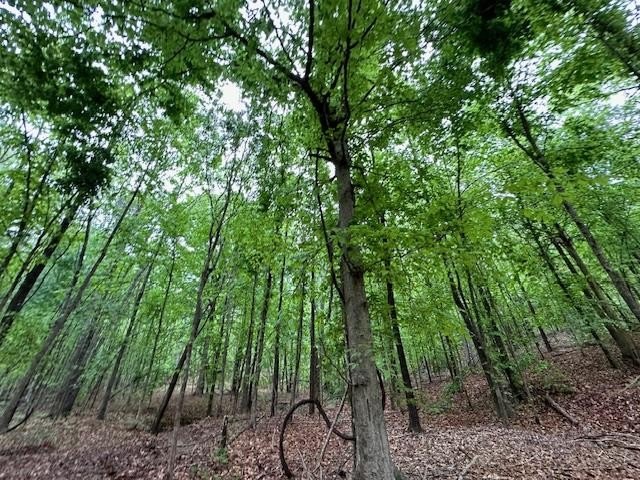 APPROX 70 ACRES OF LAFAYETTE COUNTY MS LAND JOINING THE HOLLY - photo 29