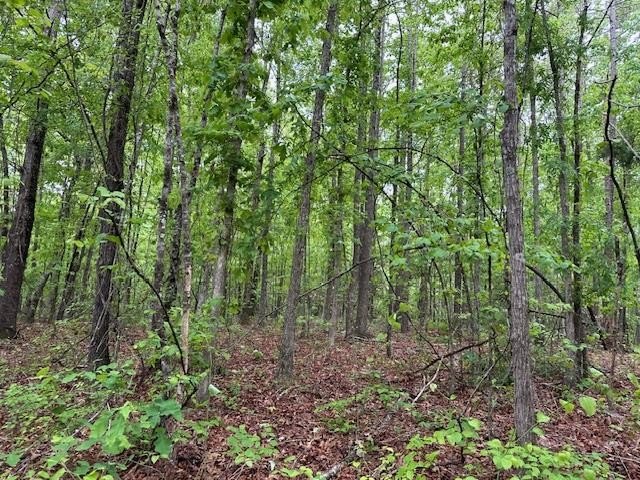 APPROX 70 ACRES OF LAFAYETTE COUNTY MS LAND JOINING THE HOLLY - photo 31