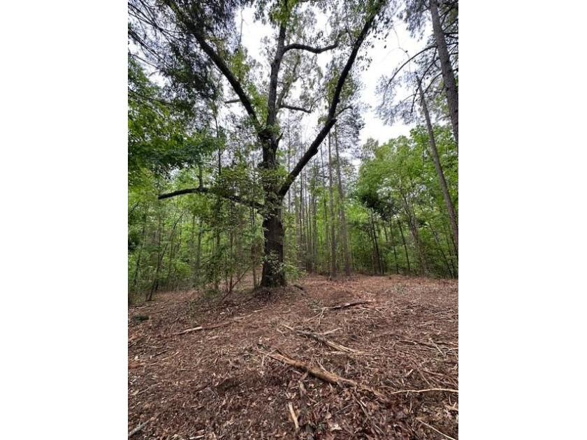 APPROX 70 ACRES OF LAFAYETTE COUNTY MS LAND JOINING THE HOLLY - photo 32
