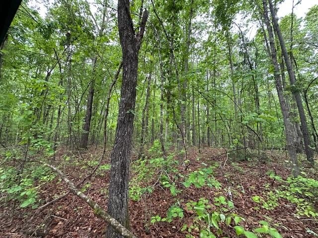 APPROX 70 ACRES OF LAFAYETTE COUNTY MS LAND JOINING THE HOLLY - photo 39