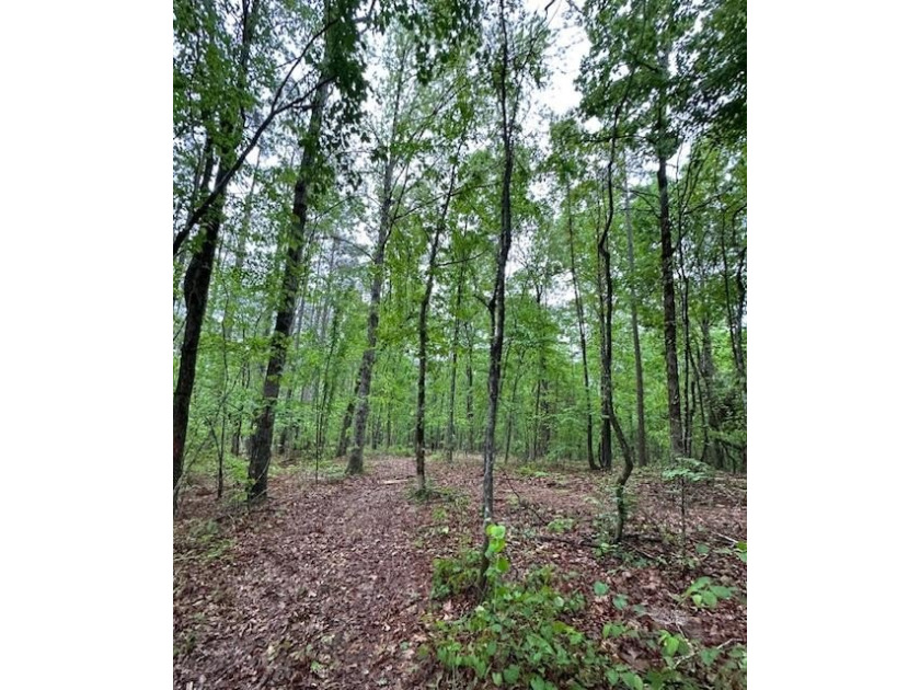 APPROX 70 ACRES OF LAFAYETTE COUNTY MS LAND JOINING THE HOLLY - photo 41
