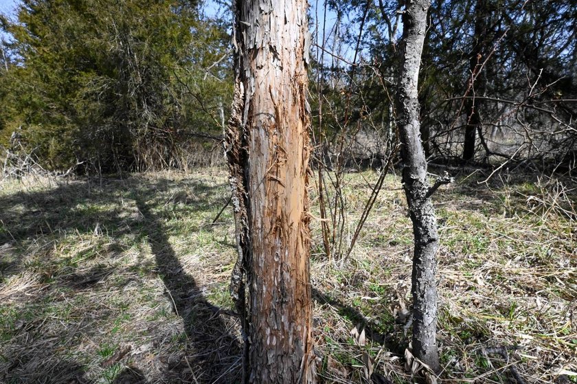 This 25+/- acre tract is located near Brumley in Miller County - photo 2