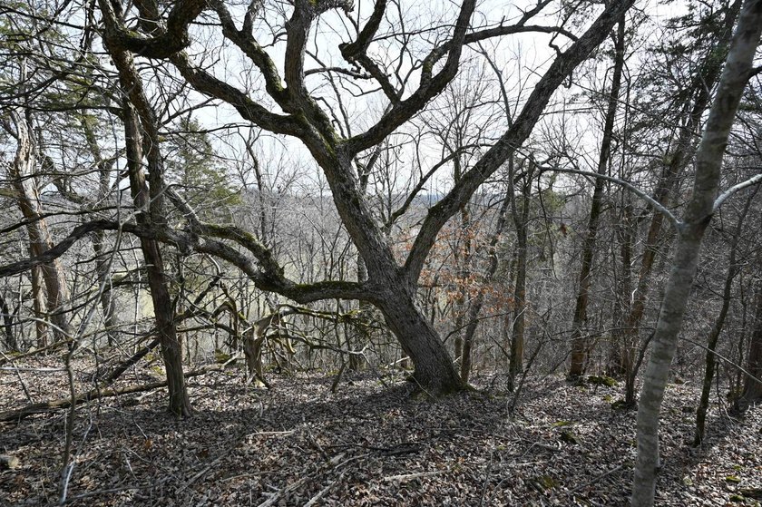 This 25+/- acre tract is located near Brumley in Miller County - photo 8