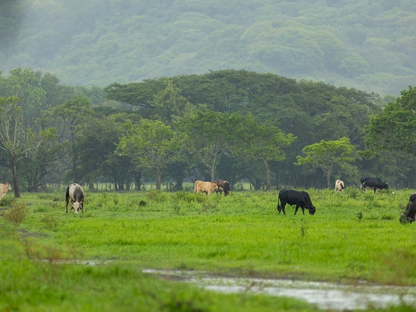 COSTA RICA: 1300+ acres of pristine Jungle/Forest/Valleys in the - photo 24