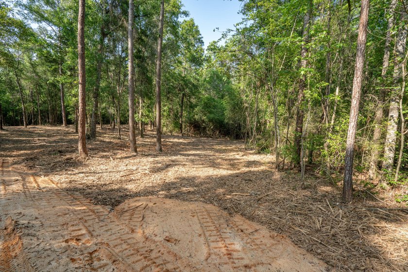 Seventy-four acres of George County timber, with a cleared spot - photo 12