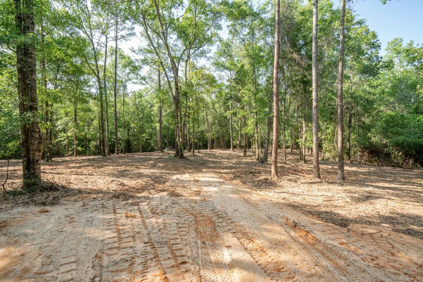 Seventy-four acres of George County timber, with a cleared spot - photo 13