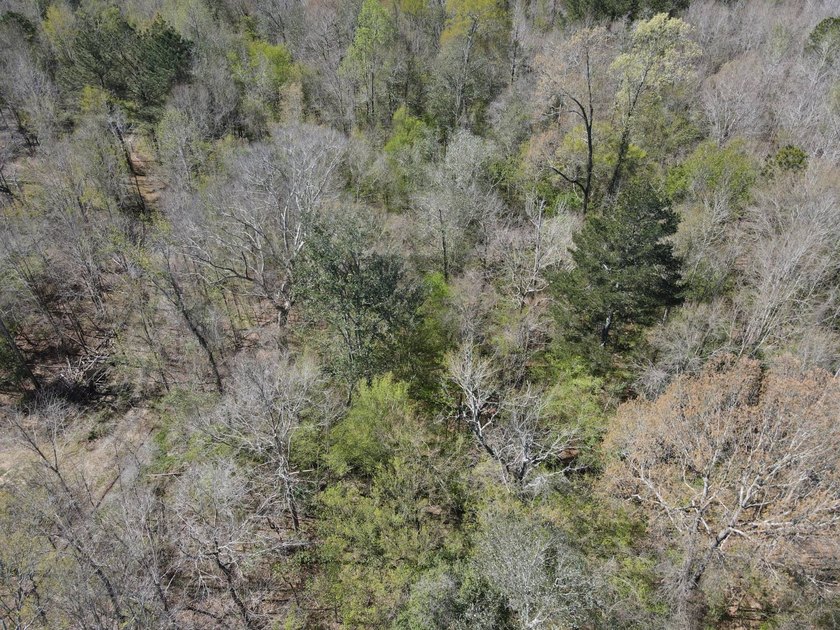 WELCOME TO THE SIMPSON 56-A PINOLA PRIVACY TRACT! This 56+/- - photo 10