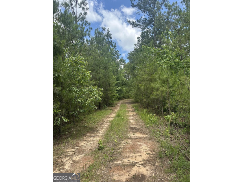 For sale 12.35 acres featuring a gorgeous mix of mature pines - photo 4