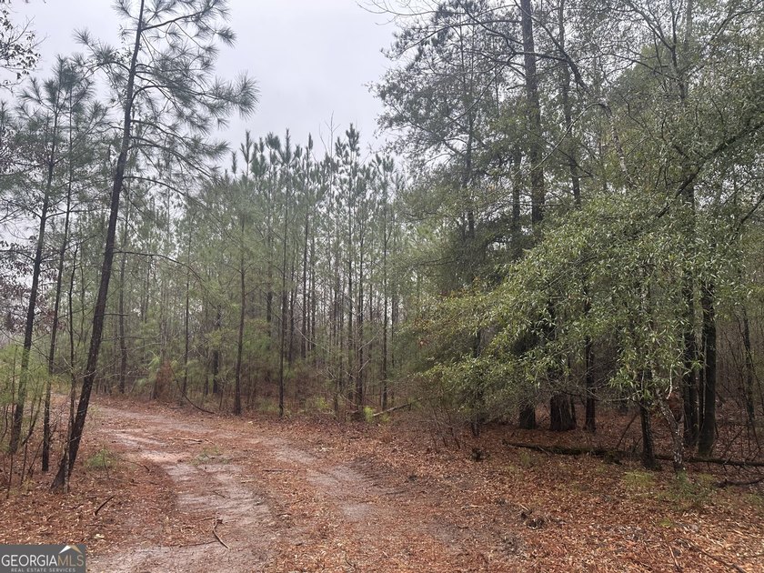 For sale 12.35 acres featuring a gorgeous mix of mature pines - photo 7