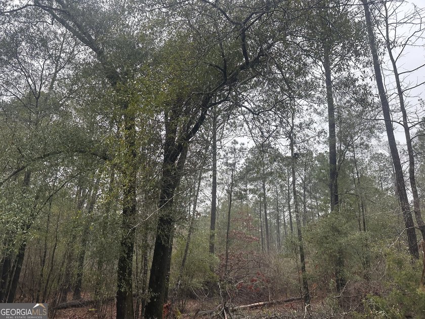For sale 12.35 acres featuring a gorgeous mix of mature pines - photo 8