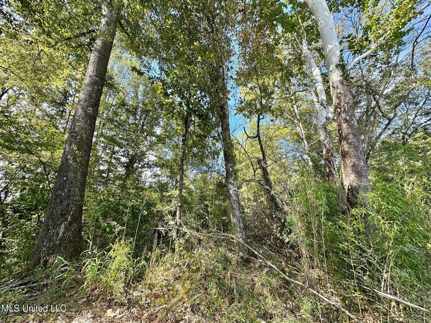 Tuscola Flats is a +/- 309 acre bottomland hunting tract located - photo 11
