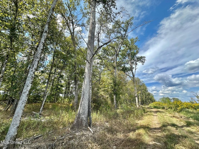 Tuscola Flats is a +/- 309 acre bottomland hunting tract located - photo 38