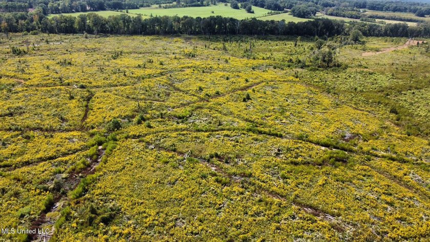 Tuscola Flats is a +/- 309 acre bottomland hunting tract located - photo 44