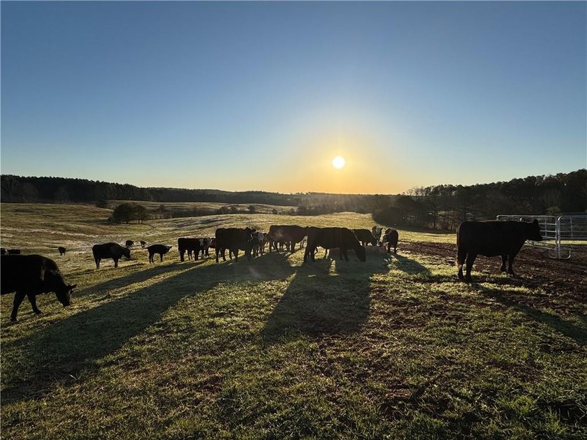 Bring your cows and horses! Have the benefit of a beautiful - photo 2
