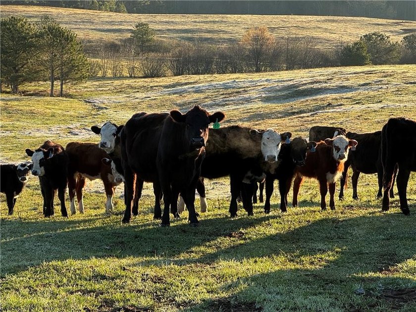 Bring your cows and horses! Have the benefit of a beautiful - photo 4
