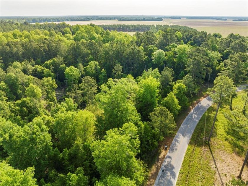 HUGE 2 acre lot (outlined in yellow in pictures) next one down - photo 11