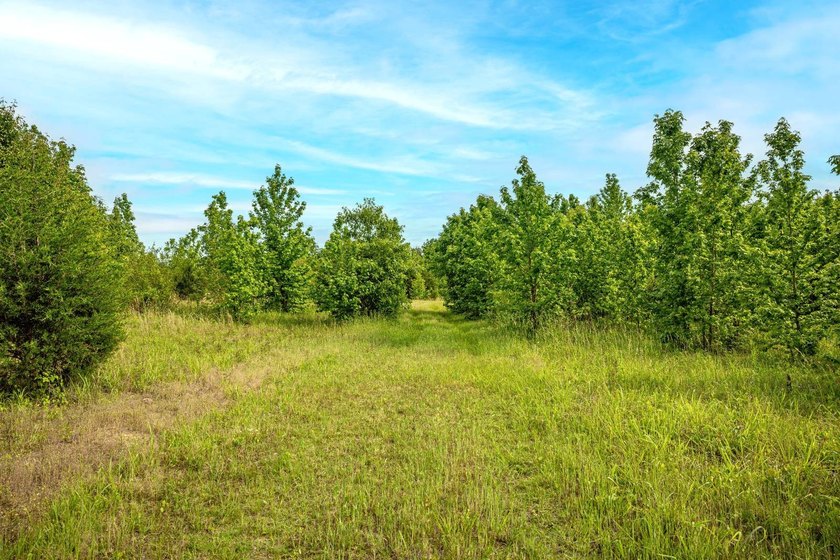 Private Hunting Retreat with Pond, Hardwood Timber &amp; Homesite - photo 4