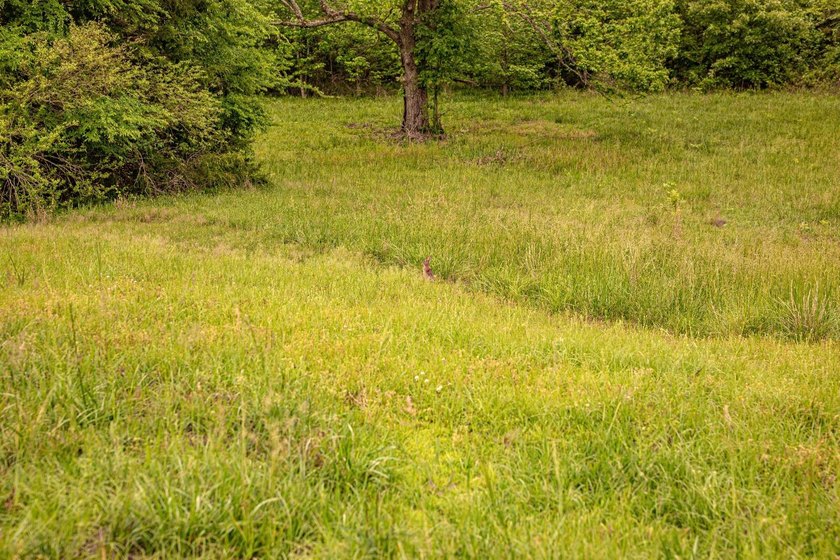Private Hunting Retreat with Pond, Hardwood Timber &amp; Homesite - photo 10