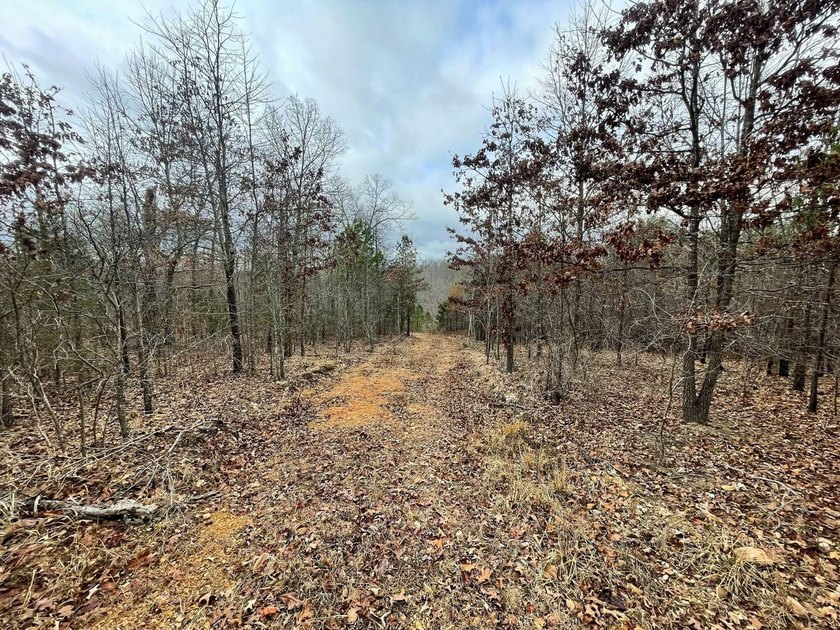 Hunting paradise with county road frontage! This incredible - photo 3