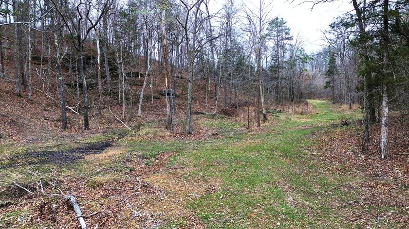 Hunting paradise with county road frontage! This incredible - photo 8