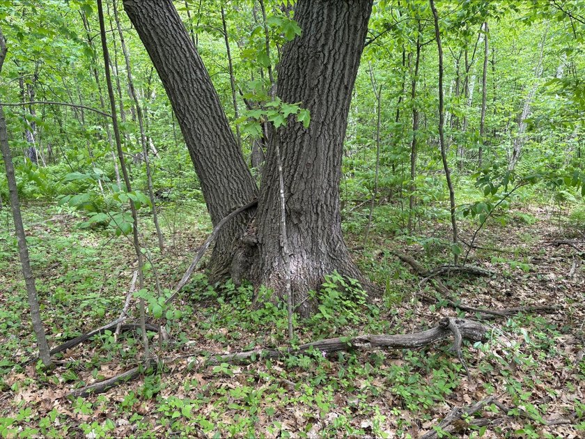 Discover the potential of this 5 + acre property on Pomroy Lake - photo 12