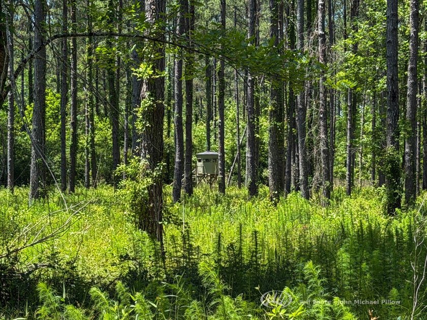 This 96+/--acre tract in Simpson County offers river frontage - photo 18