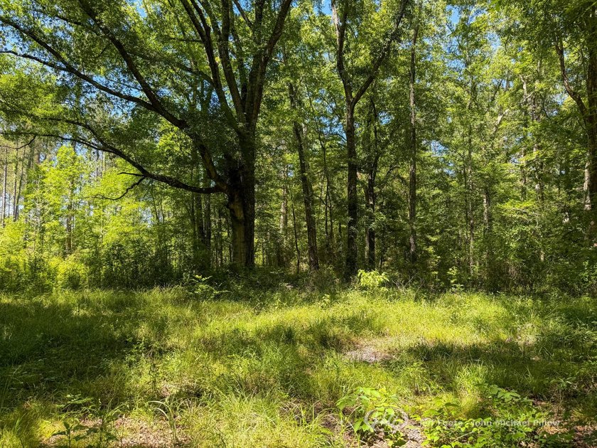 This 96+/--acre tract in Simpson County offers river frontage - photo 24